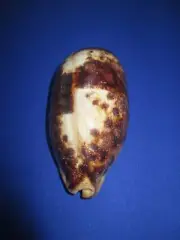 GIANT Cypraea testudinaria,135mm length(5.31 inch)-Nice color-Nature-Beautiful