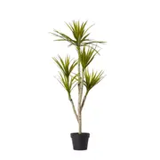 [Elme Living] Yucca Tree - 70 x 70 x 116cm