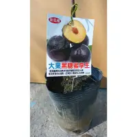 在飛比找蝦皮購物優惠-✪鑫園✪大果黑糖蜜李王