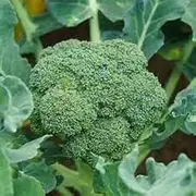 Broccoli Sprouting 25 Seeds