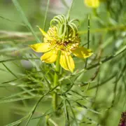 Nigella - Transformer Yellow seeds