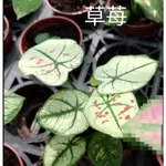 花田厝-襯景植物--草莓之星 彩葉芋--_-草莓五彩芋 3/5吋盆 高8-10M 白色的葉子上 裝上點點紅色如草莓般