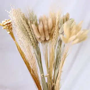 天然麥穗 兔尾草 寶石草 苦麻 快樂草 乾燥花 情人草 勿忘我 燕麥 水晶草 乾燥花【BlueCat】【RI2165】