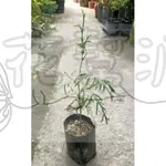 花幫派_喬木觀賞植物—肖楠苗--柏木科~常綠大喬木/3吋