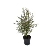 200mm Pittosporum Pinnacle - Pittosporum tenuifolium