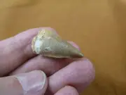 (DF233-139) 1" Fossil MOSASAURUS Dinosaur tooth Mosasaur dig fossil teeth