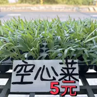 在飛比找蝦皮購物優惠-城禾農產🍃 空心菜苗 一穴6-7株 空心菜苗 竹葉空心菜菜苗