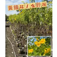 在飛比找蝦皮購物優惠-田尾玫瑰園 l 【請聊聊詢問報價】黃鐘花、金鈴花【八吋美植袋