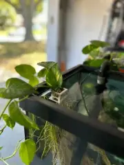 Medium Aquarium Pothos Plant Holder for Fish Tanks 3D Printed