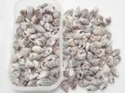 200+ PCS NASSARIUS SEA SHELL BEACH DECOR CRAFT #7535
