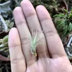 蒔/ 空氣鳳梨 小狐尾 TILLANDSIA FUNCKIANA 狐狸尾巴 空鳳 觀葉植物 雨林植物 多肉植物 仙人掌