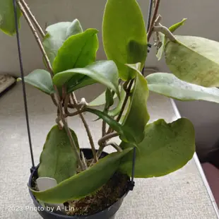 植物 聊聊回訊息才會出貨 一物一拍 香 好美  hoya crassicaulis 毬蘭