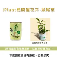 在飛比找松果購物優惠-iPlant易開罐花卉-鼠尾草 (8.5折)