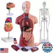 Human Body Model Kit, Human Heart Brain Torso and Skeleton Models Set of 4 wi