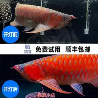 在飛比找Yahoo!奇摩拍賣優惠-精品馬印神燈增艷燈紅龍魚專用鸚鵡燈發魚缸燈led三基色防水燈