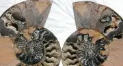 PAIR 1-n-100 BLACK Ammonite XXXL 200mm 110myo Dinosaur age FOSSIL 8.0" 1004uo