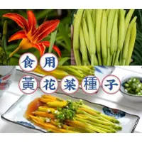 在飛比找蝦皮購物優惠-🔥🔥【蝦皮熱銷】食用黃花菜種子 金針菜籽 四季播種 天然補腦