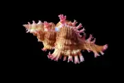 Sea shell - Chicoreus saulii- 79mm