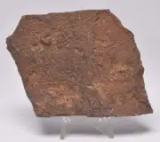 HORODYSKIA Mesoproterozoic 1.4 B.Y.O, AUSTRALIAN FOSSIL F16