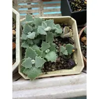 在飛比找蝦皮購物優惠-多肉 仙人掌 植物 Kalanchoe 景天科伽藍菜屬 兔耳