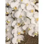 限量 原生種蝴蝶蘭 台灣阿嬤 PHAL. AMABILIS × SIB 蝴蝶蘭 蘭花