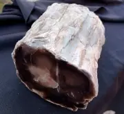 2 Lb 15 Oz Natural Rare Opalized Mirror Polished Big Petrified Wood Uv Reactive