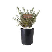 140mm Hello Cocky - Eremophila glabra