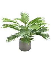 Creative Displays Areca Palm In A Dark Grey Fiberstone Pot