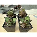 黑火嚴龍AGAVE TITANOTA