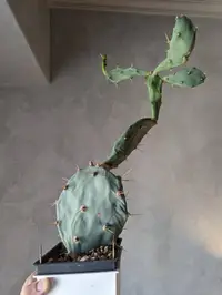 在飛比找露天拍賣優惠-梨果仙人掌 Opuntia ficus-indica (黃花