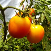 Tomato - Golden Jubilee seeds