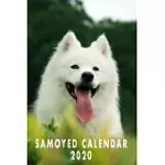 SAMOYED CALENDAR 2020: CALENDARS GIFT 200 PAGES 6X9 SOFT COVER MATTE FINISH