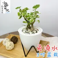 在飛比找蝦皮商城優惠-【小品文化】白雪福祿桐【現貨】3吋蛋型免澆水盆栽 懶人盆栽 