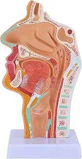 Aribrnten Nasal Cavity Throat Anatomy Model Human Anatomical Pharynx Larynx Model for Students Study Display Teaching