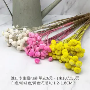 進口永生鈕扣菊-乾燥花圈 乾燥花束 不凋花 拍照道具 室內擺飾 乾燥花材-6元/支 (6折)