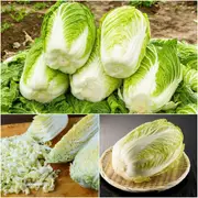 Chinese Cabbage - Kyoto seeds