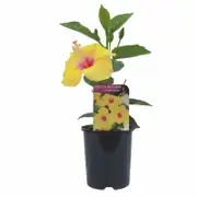 140mm Hibiscus Rio Clara Series - Hibiscus rosa-sinensis