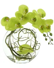 Creative Displays Orchid Floral in Glass Vase with Vines