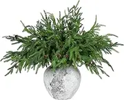 Yinder Xmas Norfolk Pine Branches with Pine Cones Norfolk Pine Artificial Xmas Branches for Xmas Indoor Outdoor Home Decor(10 Pcs)