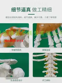 在飛比找Yahoo!奇摩拍賣優惠-模型170cm人體骨骼模型骨架人體模型小白骷髏 教學 脊椎 
