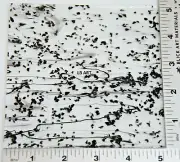 5"x 5" MARDI GRAS BLACK FRIT & STREAMERS ON BULLSEYE 3mm THICK GLASS 90 COE