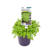 140mm Sedum Green BLOB™ - Sedum spurium