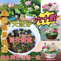 在飛比找蝦皮購物優惠-💥【優選碗蓮種子】荷花種子 蓮花種子 睡蓮種子全網最多品種荷