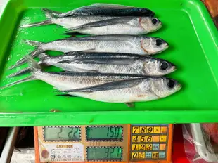 【天天來海鮮】基隆港新鮮現釣飛魚 每份1公斤3-5.尾(三去真空包裝)