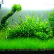 Water Grass Water Grass Aquarium Aquatic Seed Foreground Plant Decor Gard [