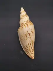 Large Fulgoraria Rupestris sea shell volute 130mm Trawled off Taiwan #5807