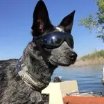 寵物狗眼鏡太陽眼鏡柯基金毛邊牧杜賓哈士奇狗狗護目防風鏡