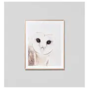 Curious Owl Print, Raw