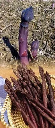 【媽咪蔬果園】、美國紫甜蘆筍　種子
