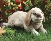 NEW PLUSH SOFT TOY Folkmanis 2892 Holland Lop Rabbit Full Body Hand Puppet